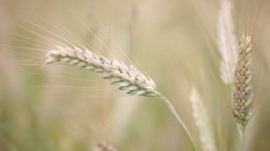 Buğday alan rüzgarlı havalarda sırasında hareket yakın çekim