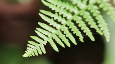 fern yaprak arka plan bulanık Park'ta yakın çekim