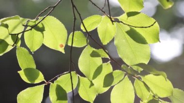 güneş ışığında rüzgarda yeşil ağaç yaprakları