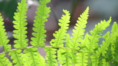 fern yaprak arka plan bulanık Park'ta yakın çekim