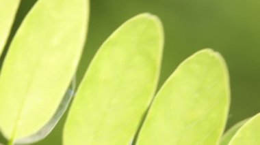 dal arka plan bulanık Park'ta güzel yeşil yapraklar