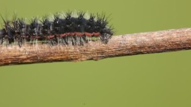 siyah caterpillar üzerinde arka plan bulanık Şubesi tarama seçici odak