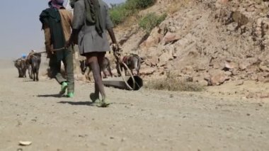 İşçiler ve eşek kervanı Etiyopya 'nın Afar köyünde yürüyorlar