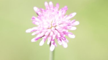 rüzgarlı havalarda hareketli bir menekşe çiçek