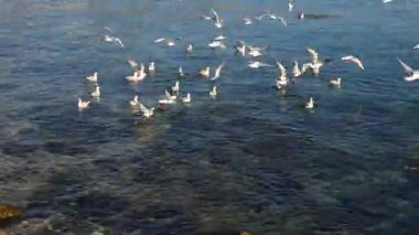 Nehir yüzeyinde uçan martıların manzaralı görüntüleri. 