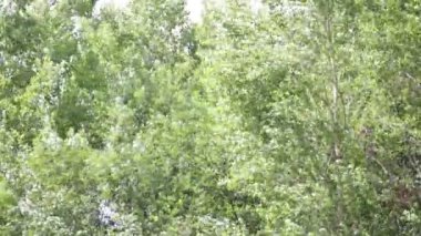 Rüzgar hareketli yeşil ağaçlar