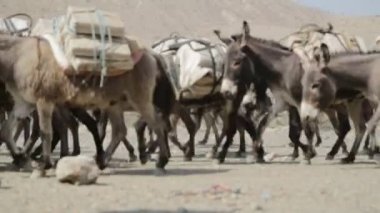 Tuz Köyü kırsal yolu üzerinde taşıyan eşekler kervanı