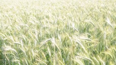 güzel buğday alan rüzgarlı havalarda sırasında taşıma