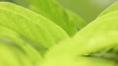 yeşil seçici odak hareketli rüzgar Park tarafından terk