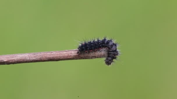 背景をぼかした写真の枝の上でクロール黒の毛虫のクローズ アップ表示 — ストック動画