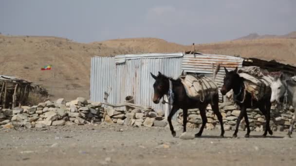 Caravana Burros Que Llevan Sal Por Carretera Rural Del Pueblo — Vídeos de Stock