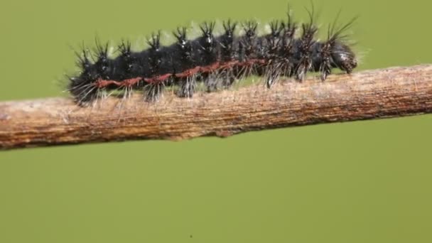 黑毛毛虫在模糊背景上爬行树枝的选择性焦点 — 图库视频影像