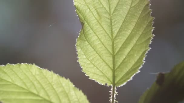 Selective Focus Green Leaves Park Blurred Background — Stock Video