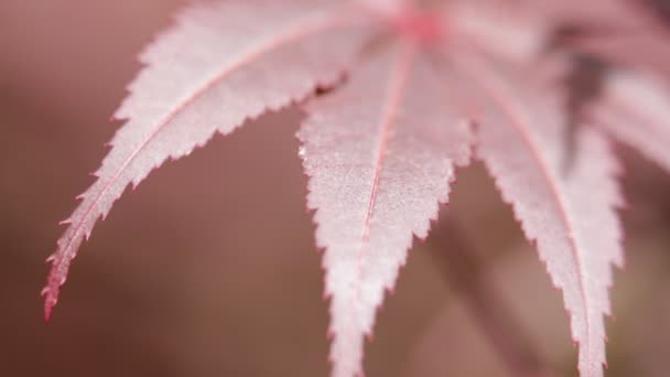 Beautiful Red Leaf Park Blurred Background — Stock Video