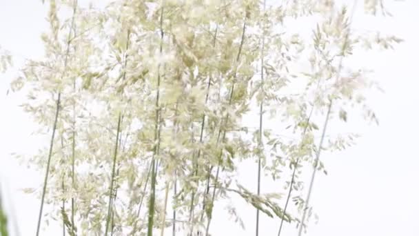Όμορφη Πεδίο Φυτά Κινούνται Από Τον Άνεμο — Αρχείο Βίντεο