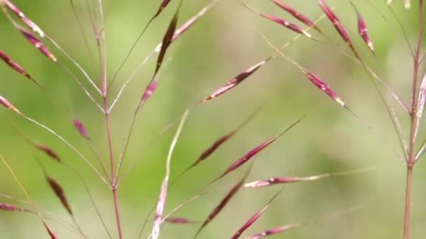 Bellissimi Fusti Piante Che Muovono Durante Tempo Ventoso Sfondo Sfocato — Video Stock