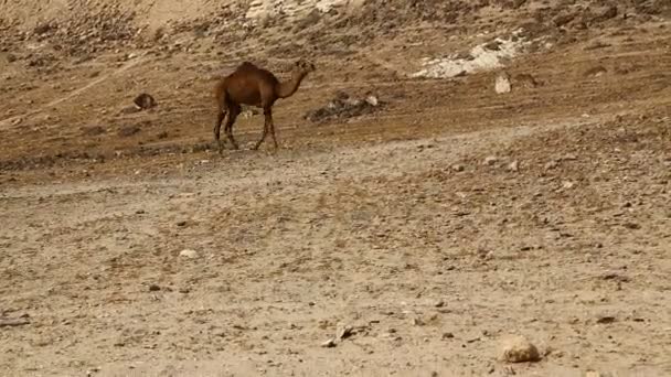 Camel äta nära havet — Stockvideo