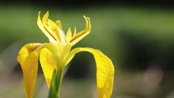 One Beautiful Yellow Iris Flower Moving Wind Wild Green Field — Stock Video