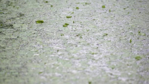 Imágenes Tranquilas Superficie Agua Ondulada Del Río Lago — Vídeo de stock