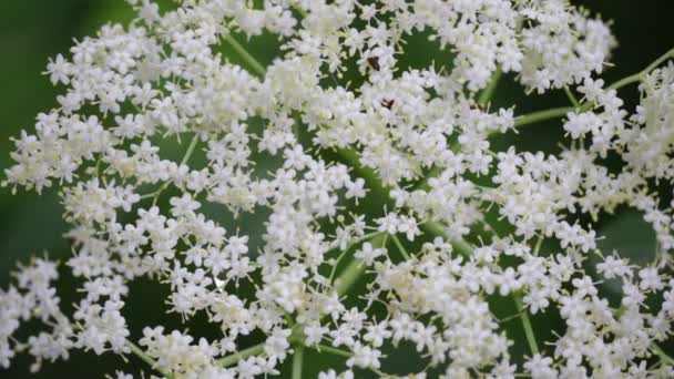 Vackra Vita Små Blommor Wayfaring Tree Flyttar Vind Trädgården — Stockvideo