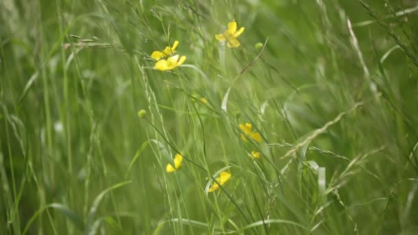 Hierba Verde Flores Amarillas Moviéndose Por Viento Campo — Vídeo de stock