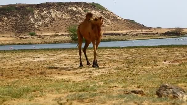 Vista Panorâmica Camelos Pastando Deserto Durante Dia — Vídeo de Stock