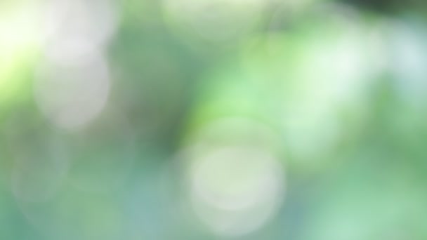Selective Focus Abstract Blurred Green Background — Stock Video