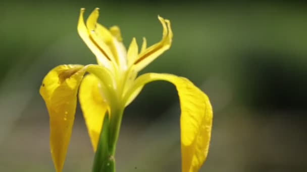 Bloeiende Gele Iris Bloem Verplaatsen Door Wind Wild Groene Veld — Stockvideo