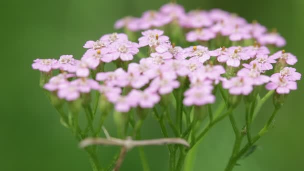 Pequenas Flores Rosa Claro Fundo Borrado Verde — Vídeo de Stock