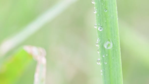 Detailní Pohled Krásné Zelené Trávy Trávy Větru Přírodní Pozadí — Stock video