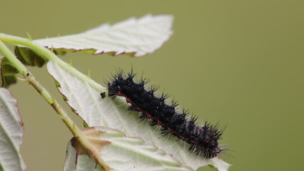 Close Van Zwarte Caterpillar Het Groene Blaadje Onscherpe Achtergrond — Stockvideo