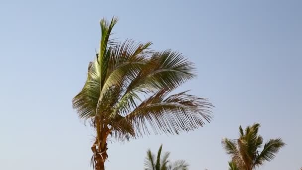 Palme Con Vento Sulla Spiaggia Vicino All Oceano — Video Stock