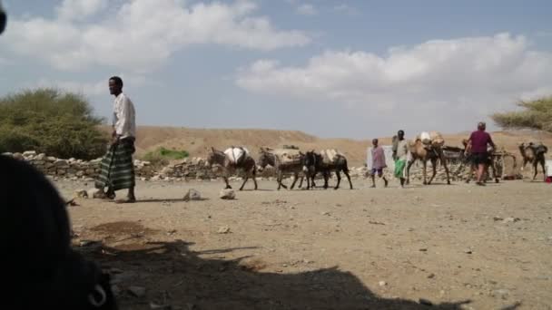 Vista Panoramica Cammelli Carovana Persone Non Identificate Nel Deserto Durante — Video Stock