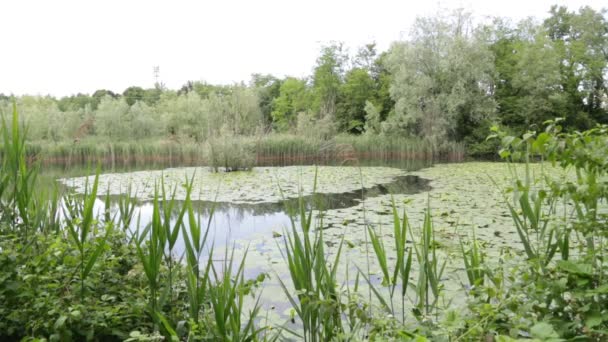 Vackra Dammen Med Lugnt Vatten Och Gröna Träd Natursköna Naturliga — Stockvideo