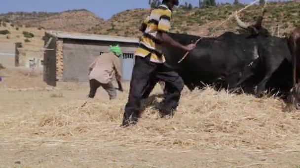 Agriculteur Battant Des Vaches Pour Nettoyage Des Céréales Ferme — Video