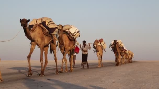 Vista Panorámica Caravana Camellos Personas Identificadas Desierto Durante Día — Vídeos de Stock