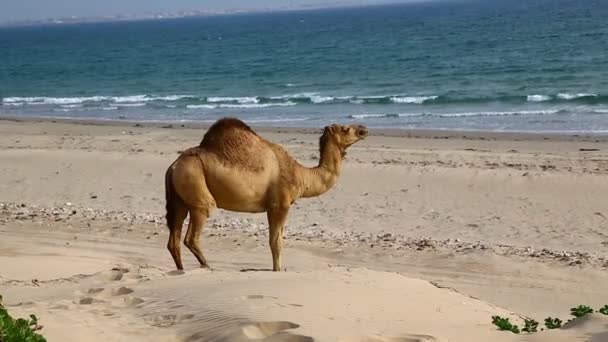 Footage Camel Grazing Sea Sunny Day — ストック動画