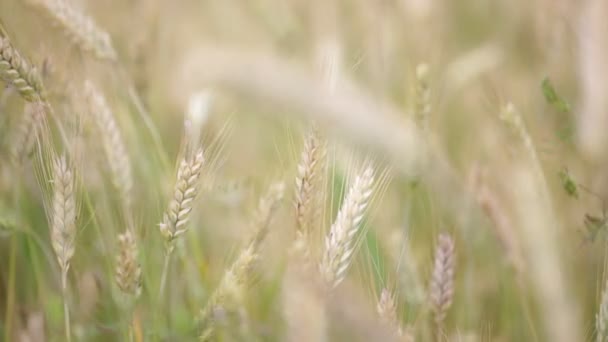 Primer Plano Del Trigo Moviéndose Durante Tiempo Ventoso Campo — Vídeos de Stock