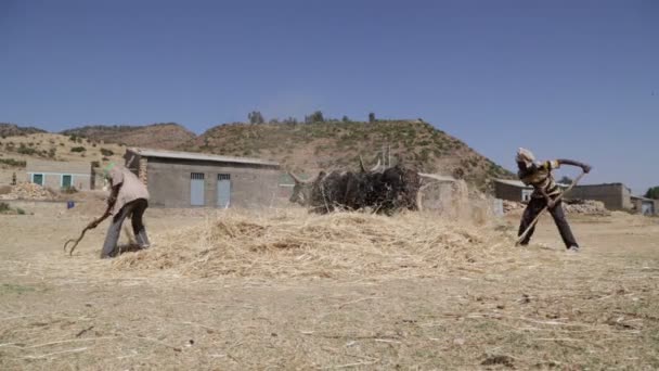 Granjero Golpeando Vacas Para Limpiar Granos Granja — Vídeos de Stock