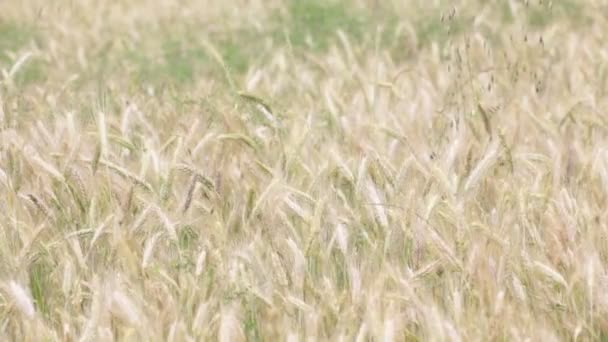 Selektiver Fokus Der Weizenbewegung Bei Windigem Wetter Feld — Stockvideo