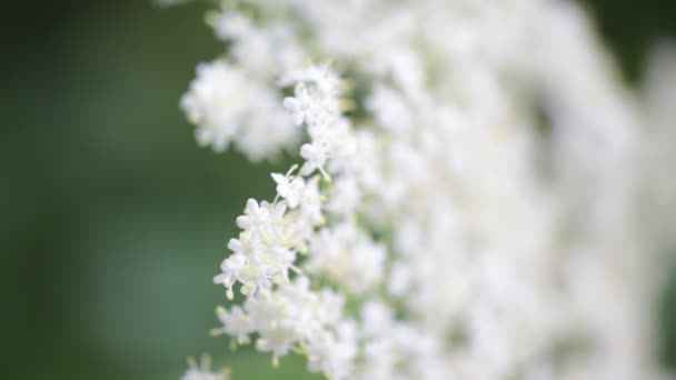 庭の風による移動旅人木の白い小さな花の選択と集中 — ストック動画