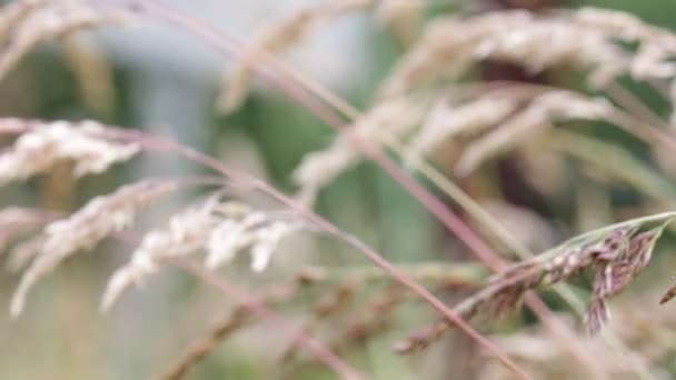 Stems Plants Moving Windy Weather Blurred Background — Stock Video