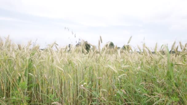 Grano Che Muove Durante Tempo Ventoso Campo Sotto Cielo Azzurro — Video Stock