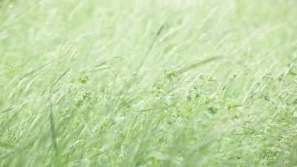 Grama Verde Movendo Pelo Vento Campo — Vídeo de Stock