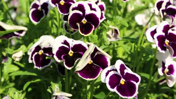 Bellas Maricas Violetas Blancas Iran Antiguo Jardín — Vídeos de Stock