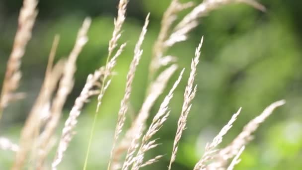 Close Beautiful Field Plants Moving Wind — Stock Video