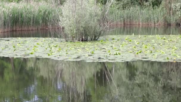 Beautiful Pond Calm Water Green Trees Scenic Natural Background — Stock Video