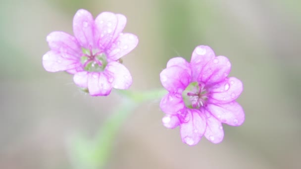 Flores Campo Violeta Movendo Pelo Vento Jardim — Vídeo de Stock