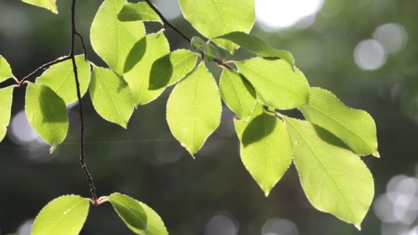 Foglie Albero Verdi Vento Luce Del Sole — Video Stock