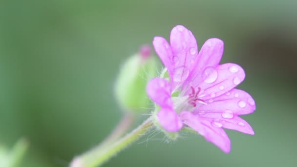 Primer Plano Flor Malva Con Gotas Agua Moviéndose Por Viento — Vídeos de Stock